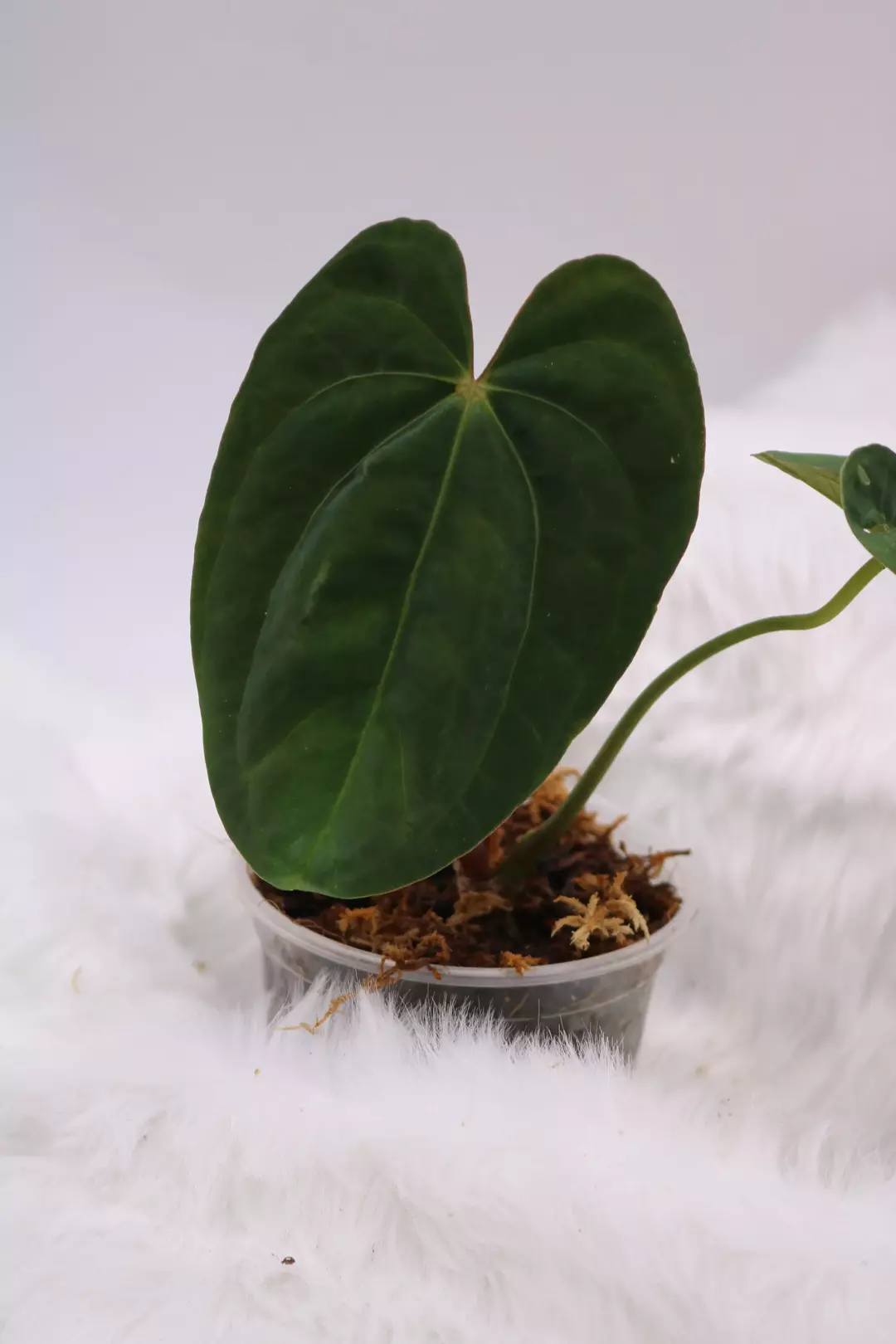 Anthurium RA5 x Tezula Hot Chocolate thumbnail