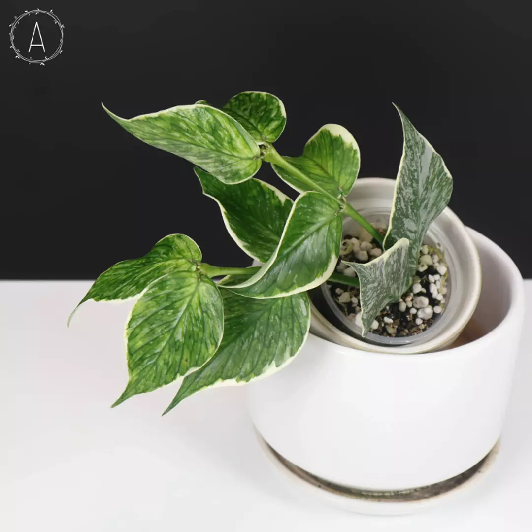 Hoya Polyneura Jasminka (Albomarginata Splash) thumbnail