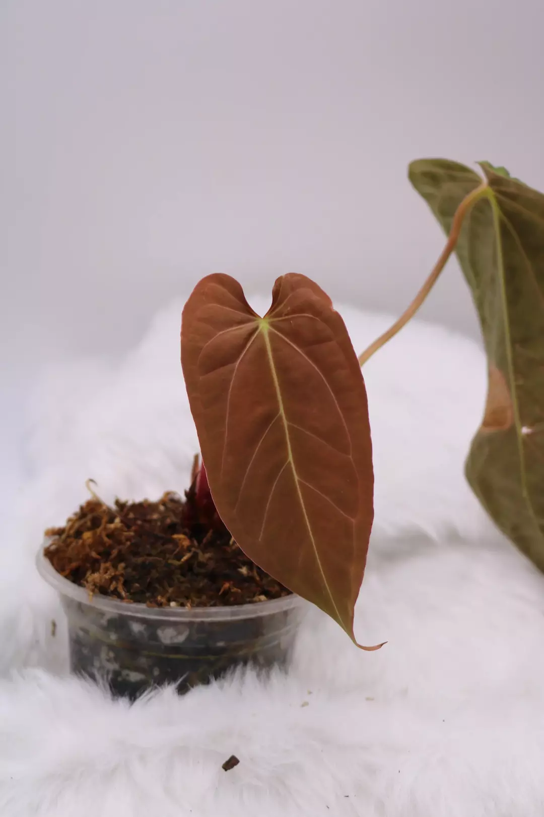 Anthurium Tezula Velvet Giant x (Pap x Ft Sherman) thumbnail