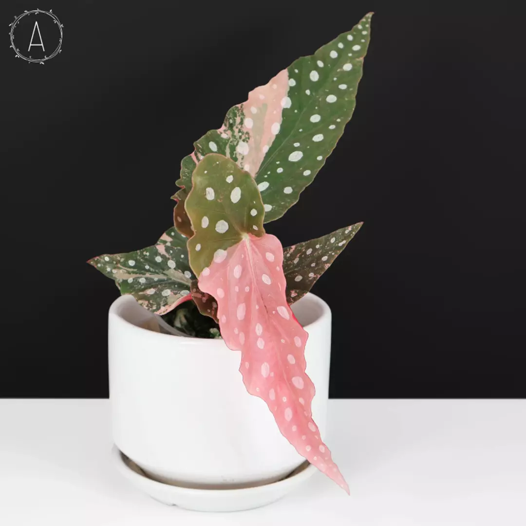 Begonia Maculata Variegated (Pink Polka Dot Plant) thumbnail