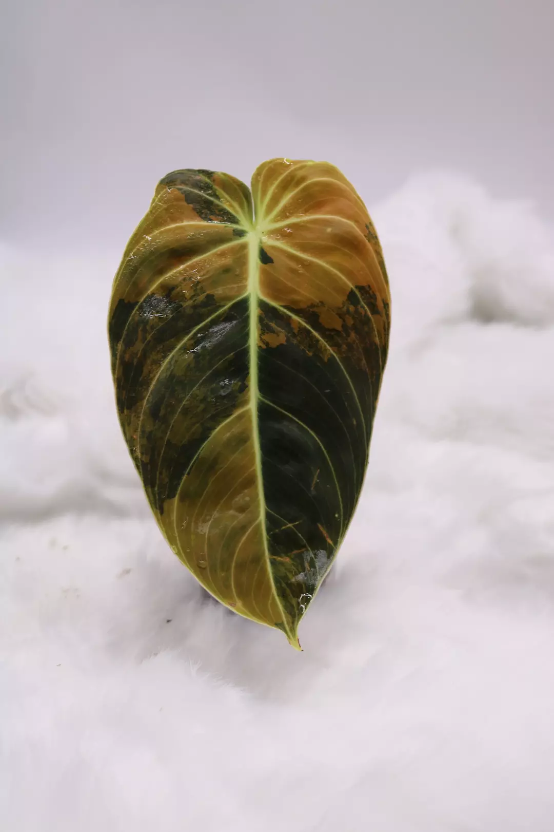 Philodendron Orange Melano  thumbnail