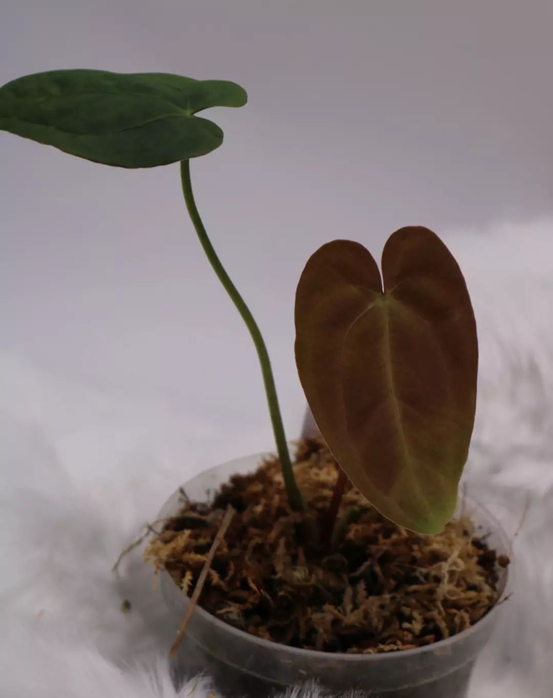 Anthurium RA5 x Tezula Hot Chocolate thumbnail