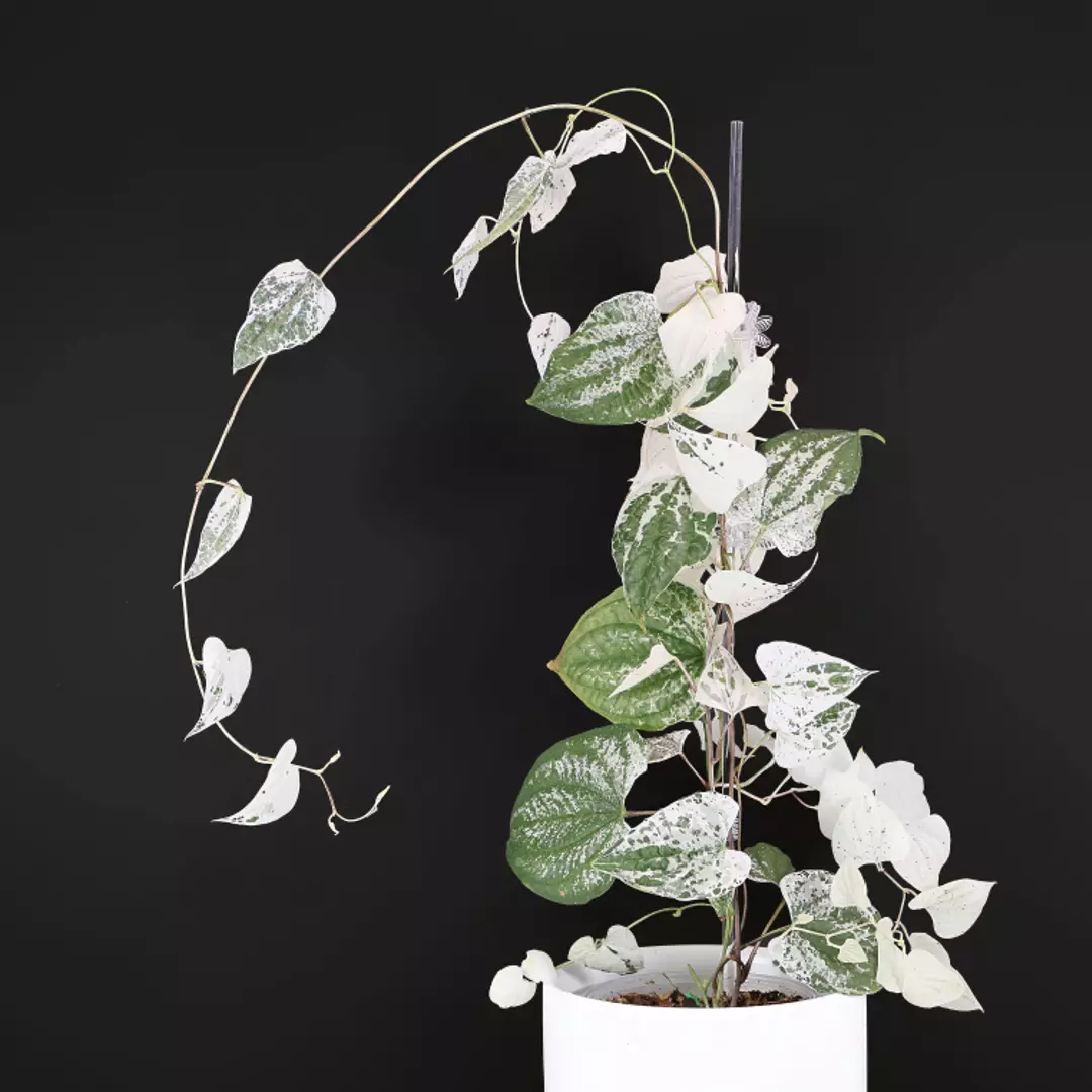 Dioscorea Goblin thumbnail
