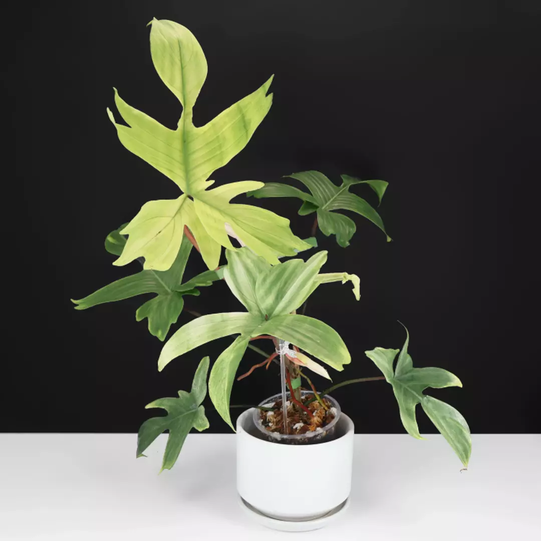Philodendron Florida Ghost thumbnail