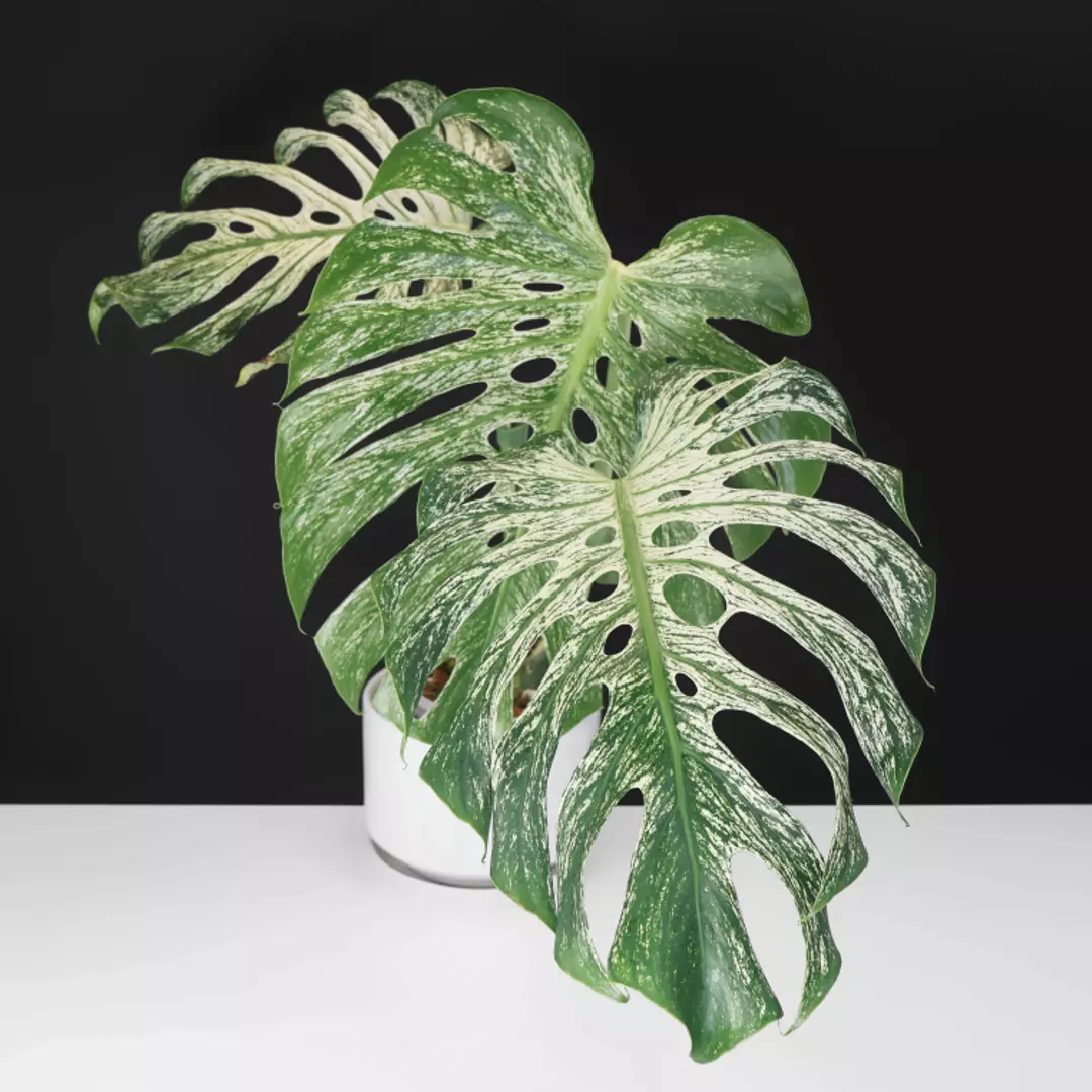 Monstera Devil Monster (Non-TC) thumbnail
