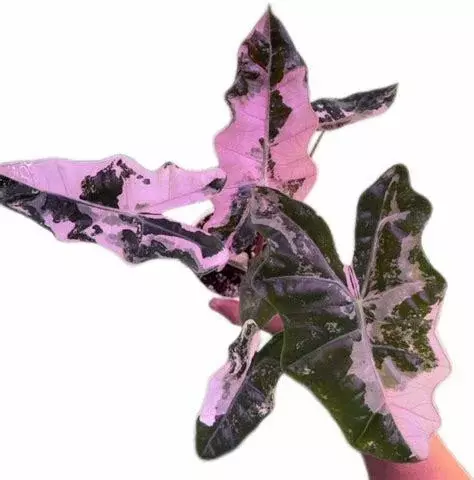 Alocasia Psuedo Sanderiana Pink - TC thumbnail