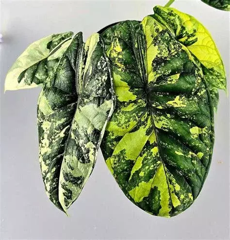 Alocasia Dragon Scale Tricolor - TC thumbnail