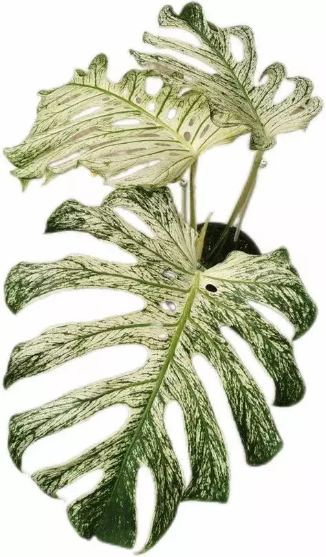 Monstera Devil Monster - TC thumbnail