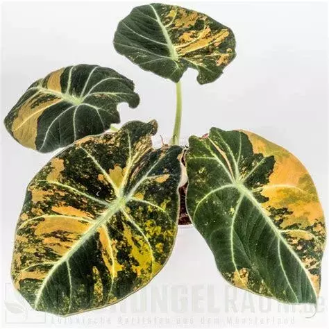 Alocasia Black Velvet Gold - TC thumbnail