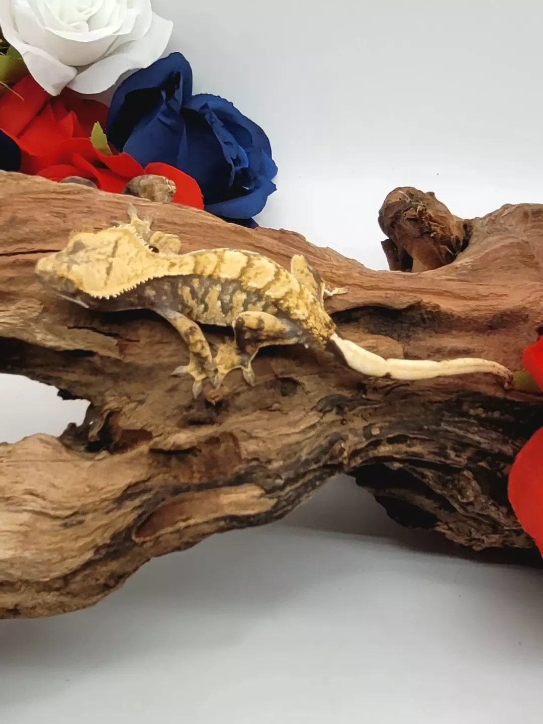 Mona Lisa x Bob Ross H2 thumbnail