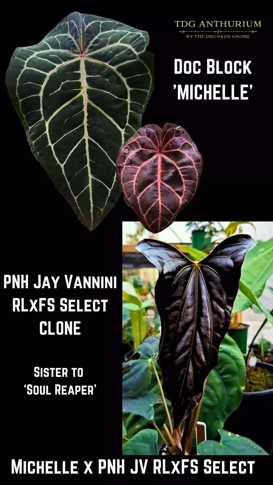 2 SEEDS - New Anthurium Michelle x PNH RLxFS Jay Vaninni Select Clone thumbnail