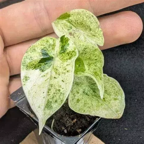 Alocasia Ninja Mint - TC thumbnail