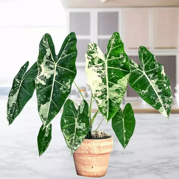 Alocasia Frydek Var - TC thumbnail