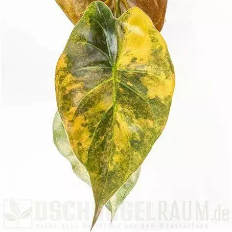 Alocasia Wentii Aurea Latte - TC thumbnail