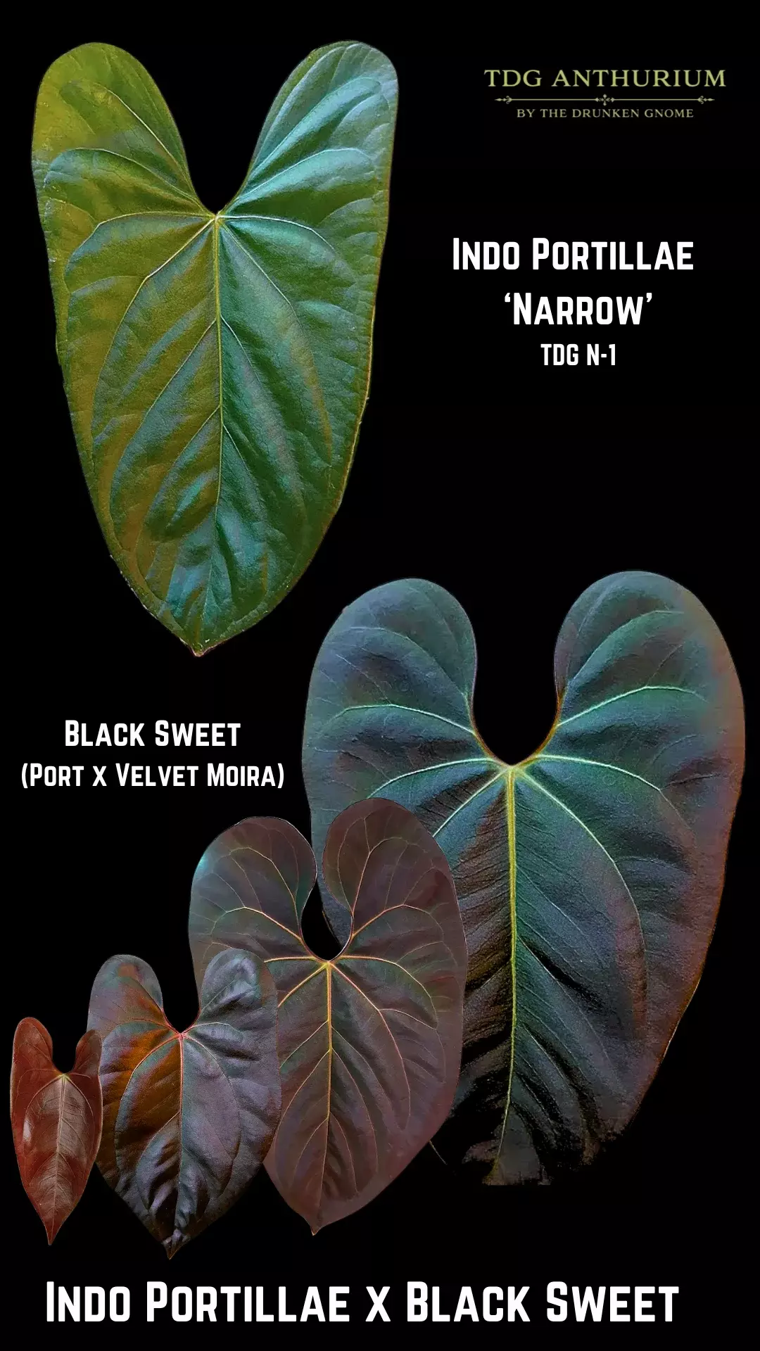 2 SEEDS - New Anthurium Indo Port x Black Sweet thumbnail