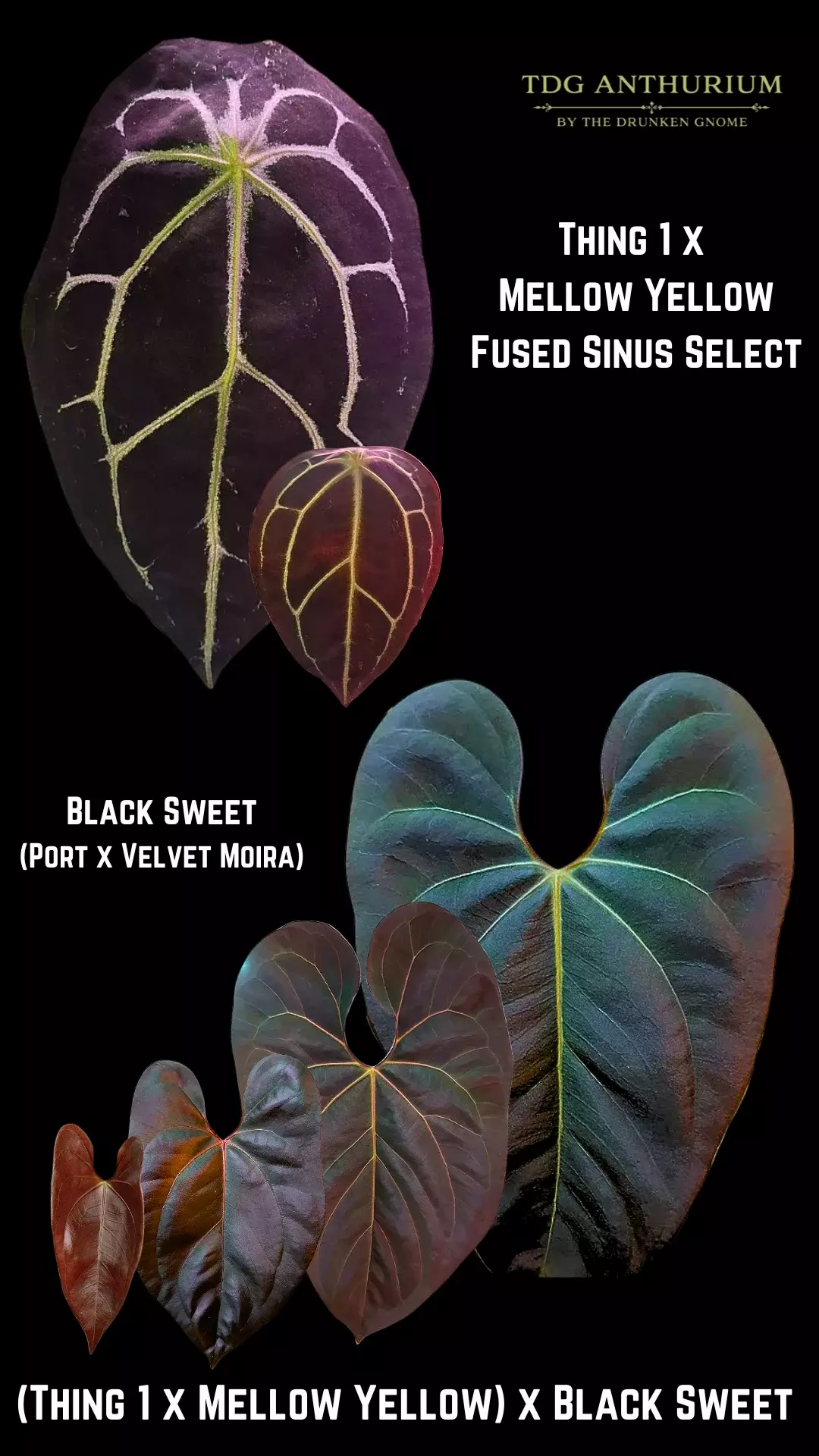 2 SEEDS - New Anthurium (Thing 1 x Mellow Yellow) x Black Sweet thumbnail