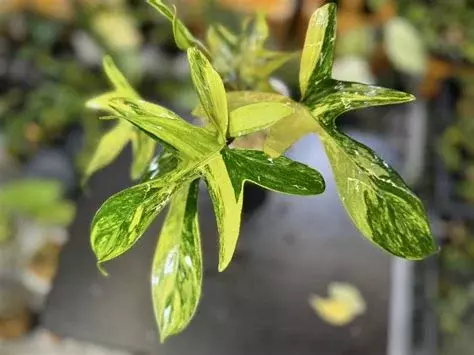Philodendron Florida Beauty Var - TC thumbnail