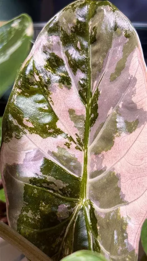 Alocasia Wentii Pink Albo - TC thumbnail