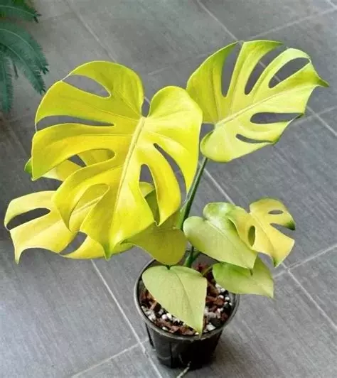 Monstera Banana - TC thumbnail