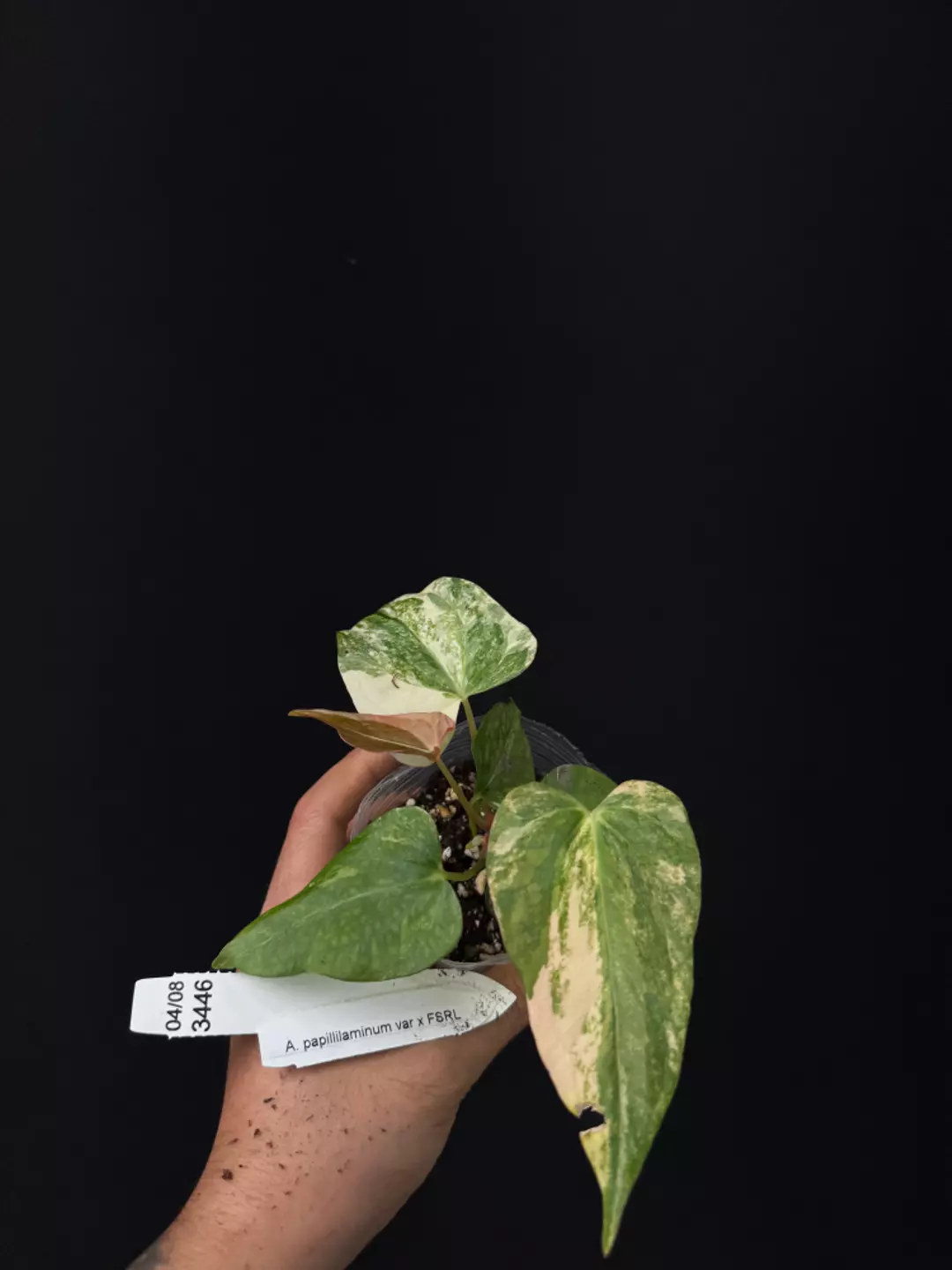 3446 A. papillilaminum var x FSRL (flat sinus) thumbnail