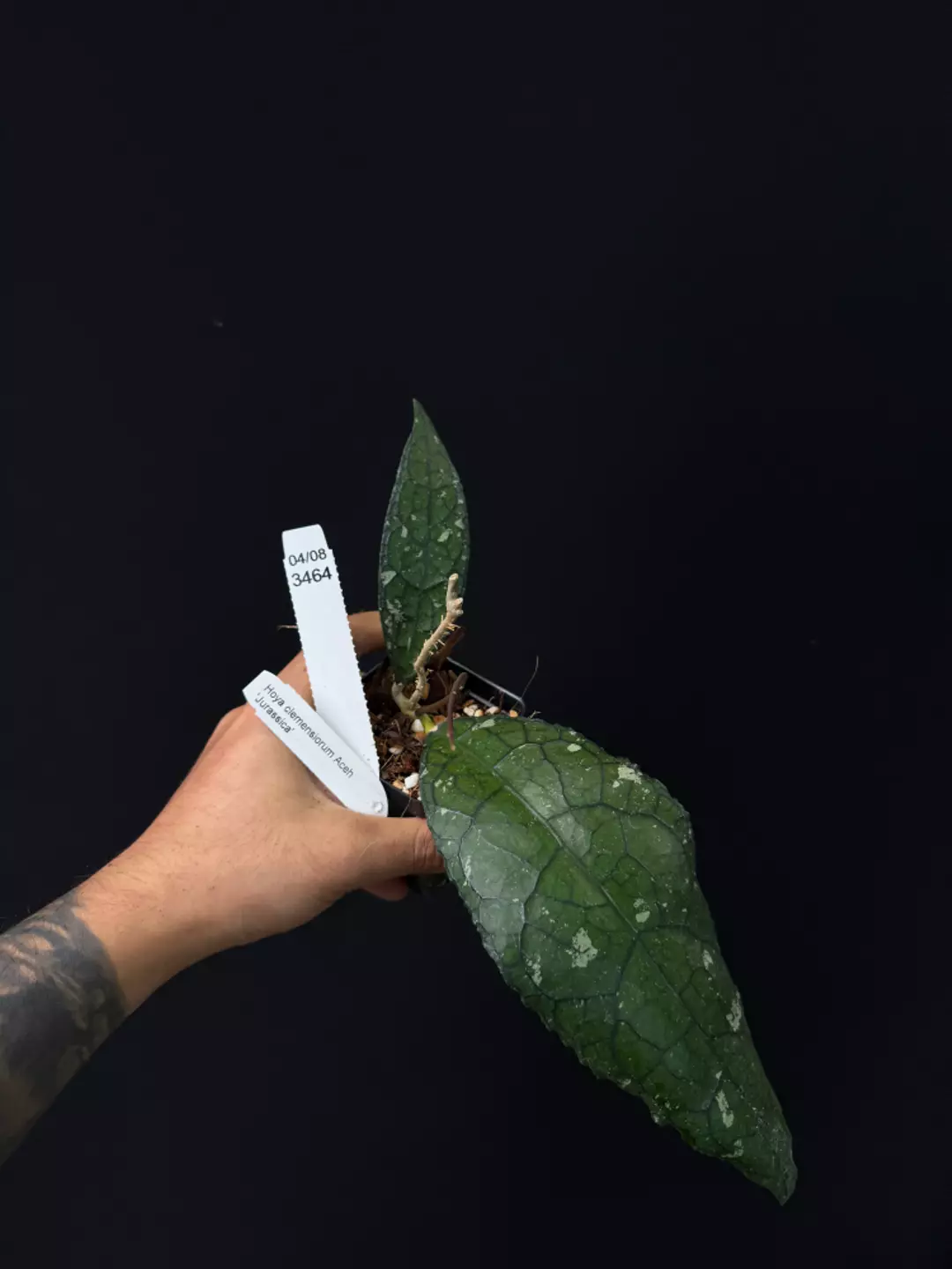 3464 Hoya clemensiorum Aceh 'Jurassicca' thumbnail
