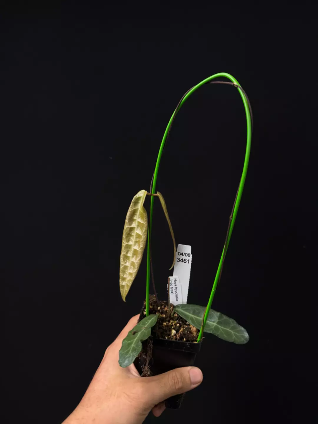 3461 Hoya hypolasia (indo type) thumbnail