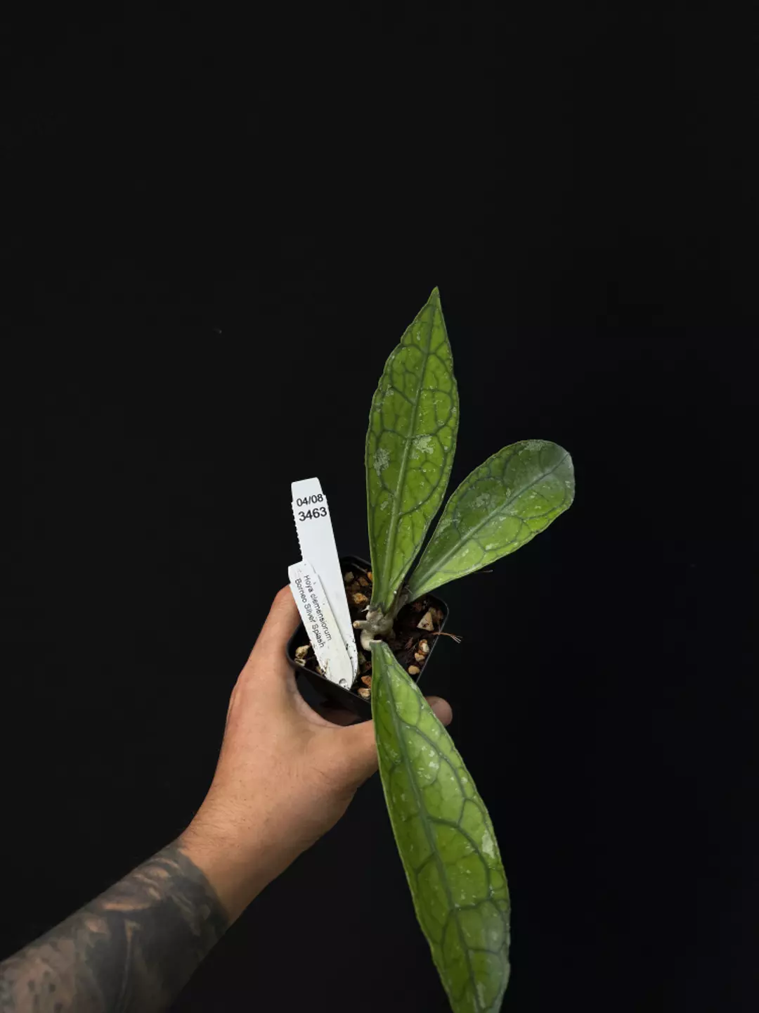 3463 Hoya clemensorum Borneo Silver Splash thumbnail