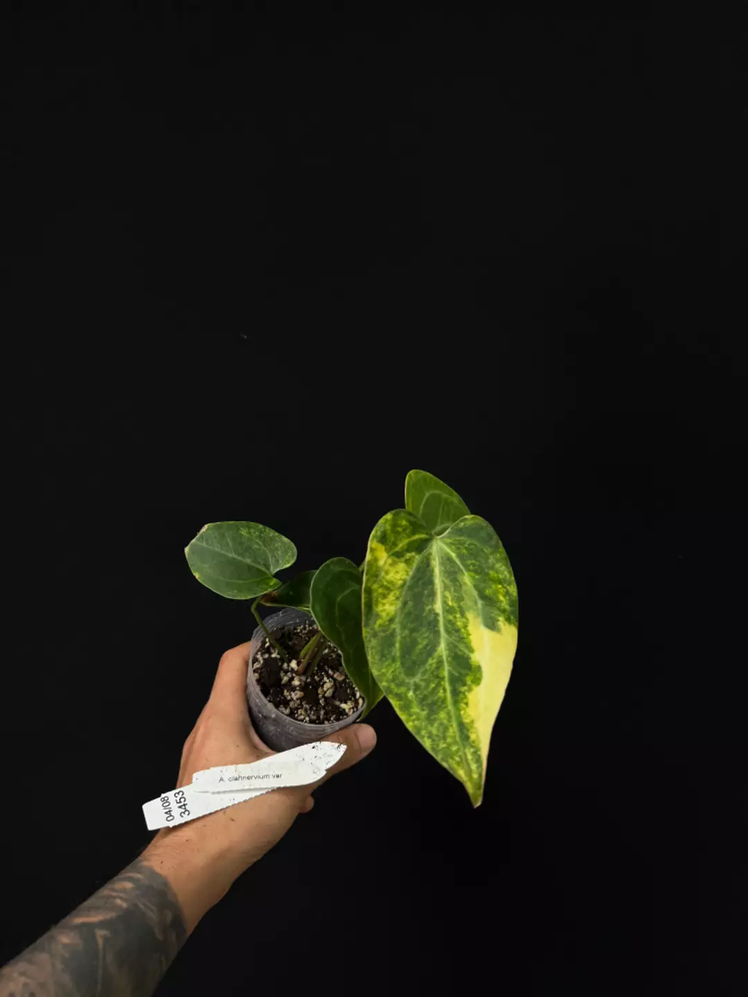 3453 A. clarinervium var thumbnail
