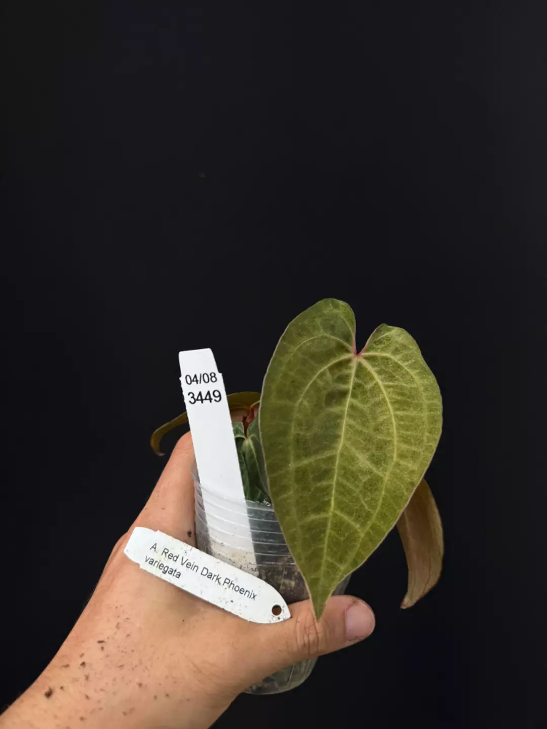 3449 A. Red Vein Dark Phoenix variegata thumbnail