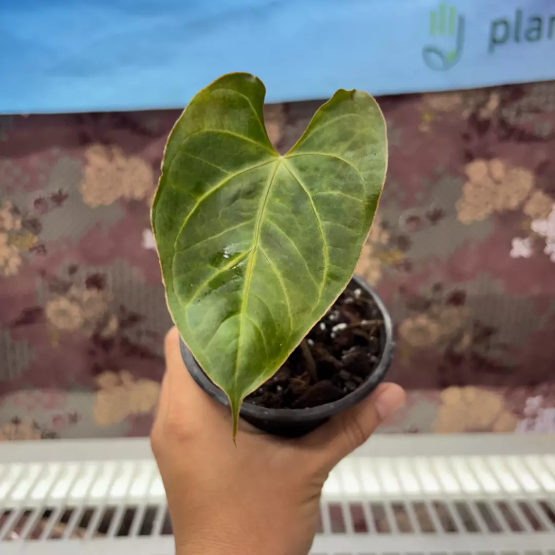 b204 Anthurium Muchlis x Indoporti thumbnail