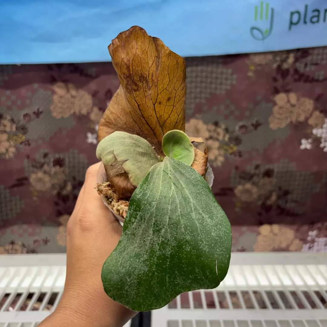 d203 Platycerium Elephantotis thumbnail