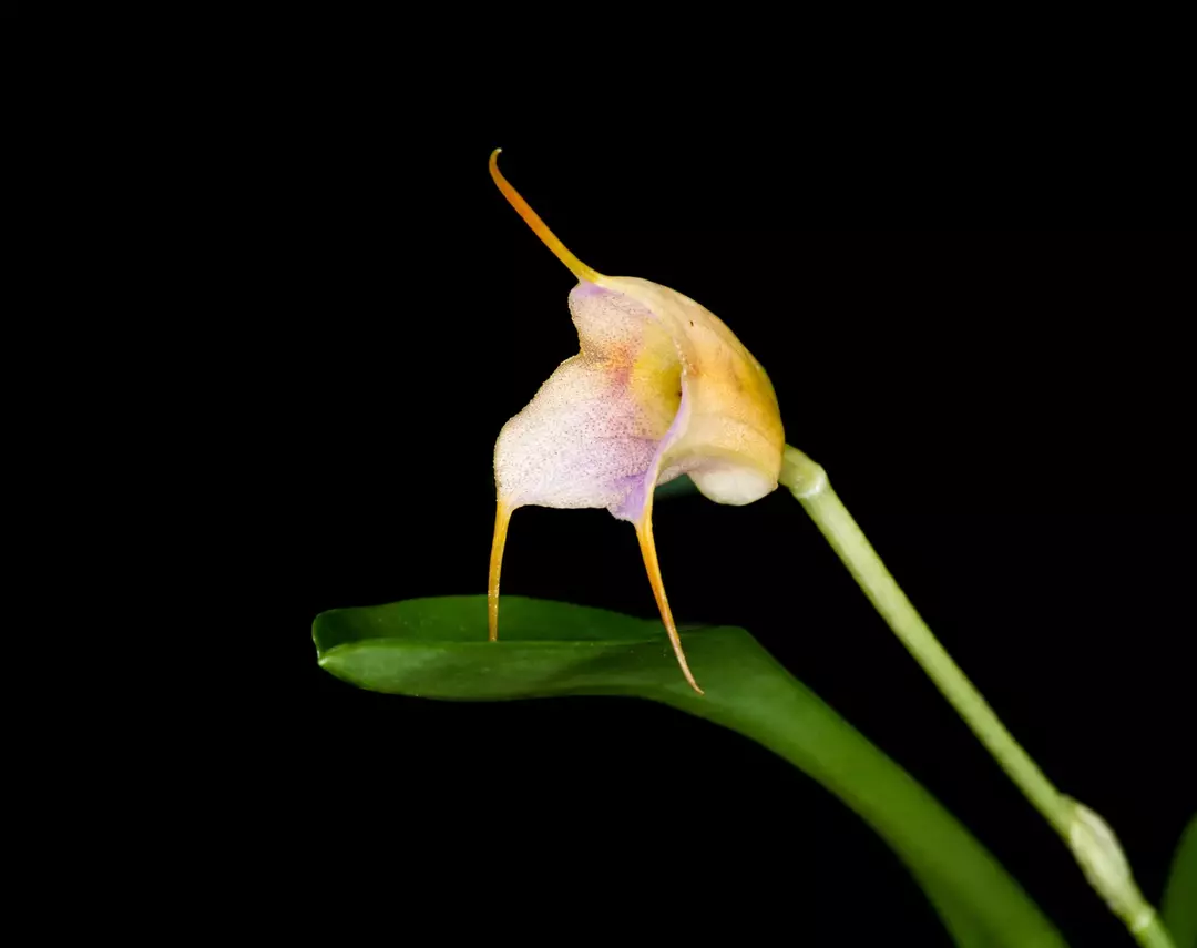 Masdevallia terborchii • BLIND PRESALE thumbnail