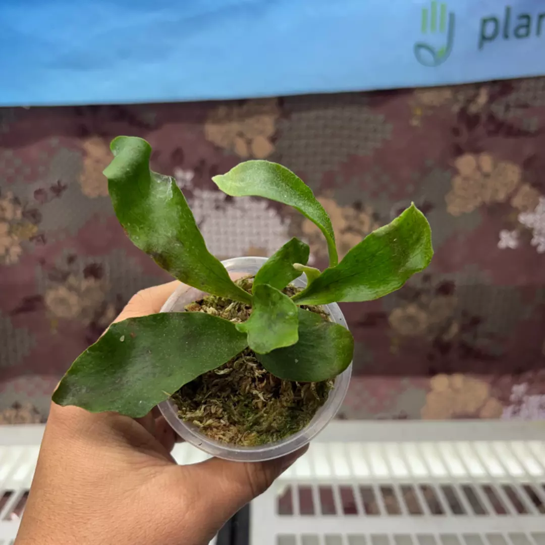 d206 Platycerium Diversi x Willincki thumbnail