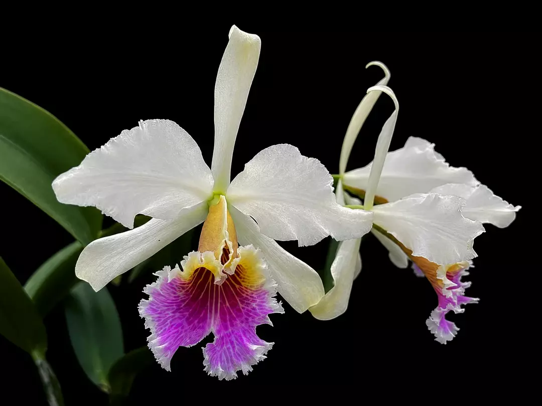 Cattleya rex • BLIND PRESALE thumbnail