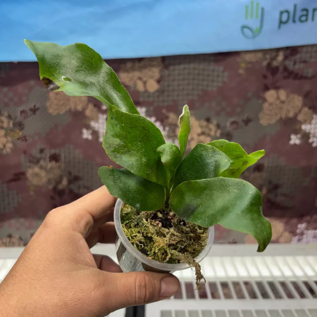 d211 Platycerium Diversi x Veitchii thumbnail