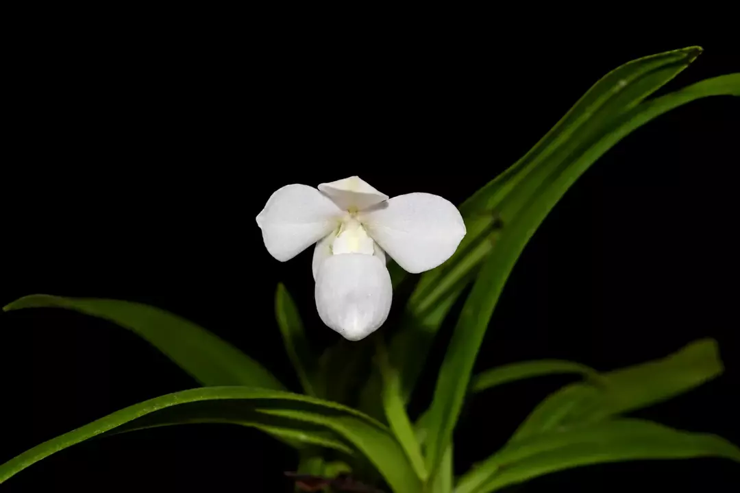 Phragmipedium andreettae • BLIND PRESALE thumbnail