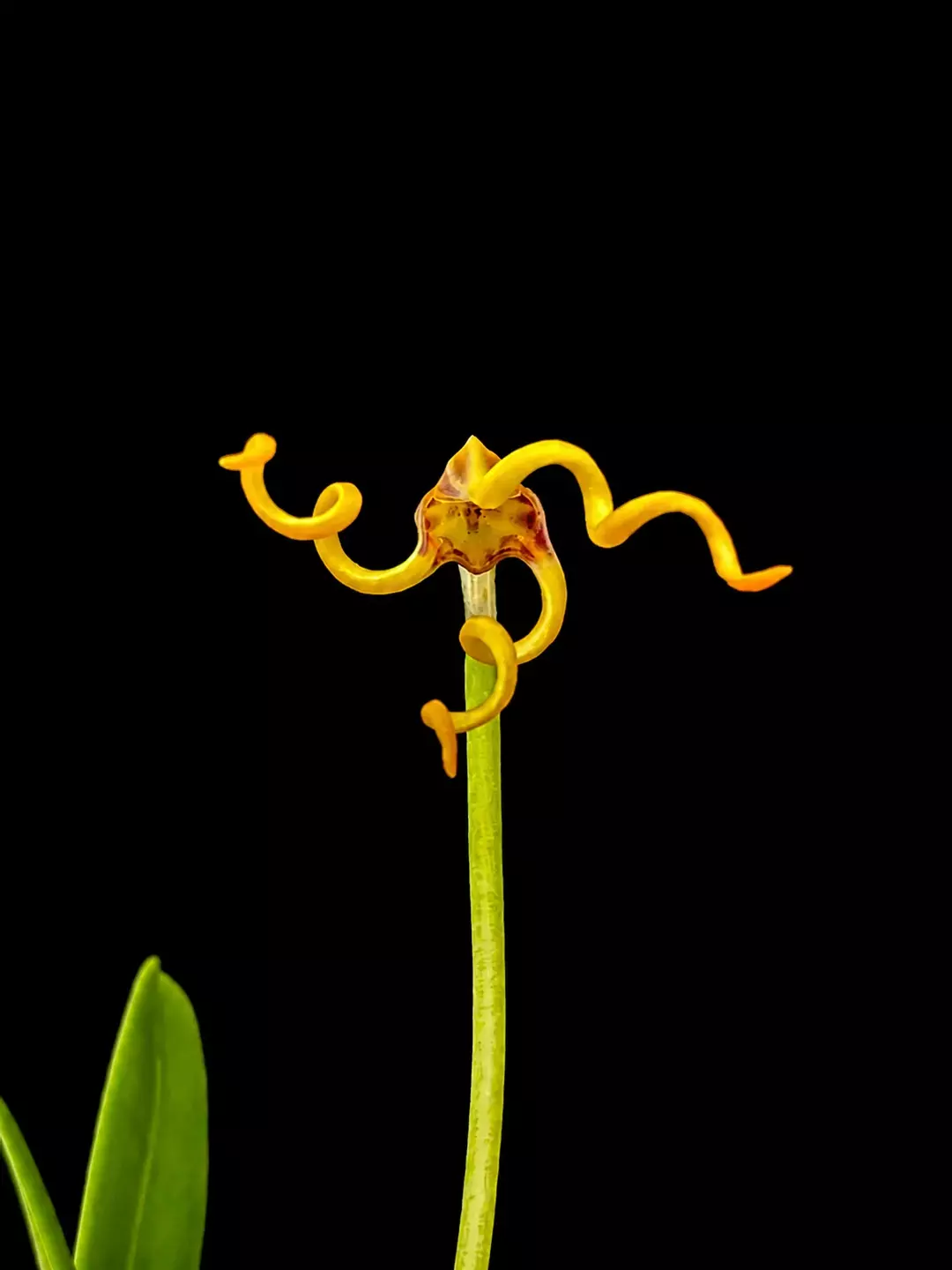 Masdevallia caudivolvula • BLIND PRESALE thumbnail
