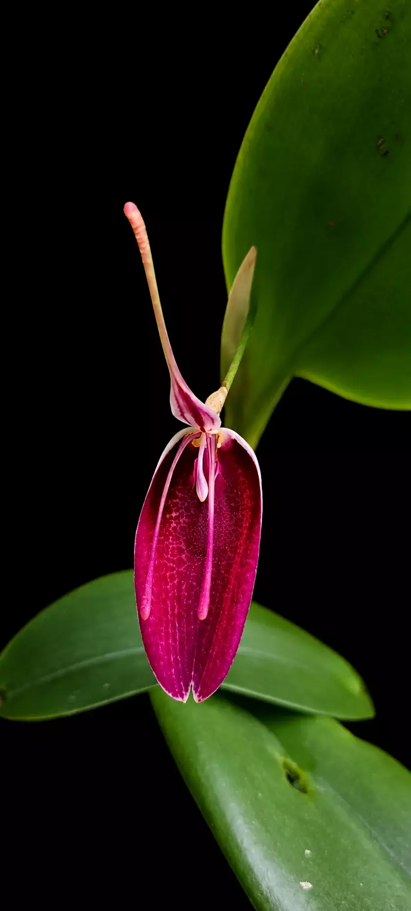 Restrepia sanguinea • BLIND PRESALE thumbnail