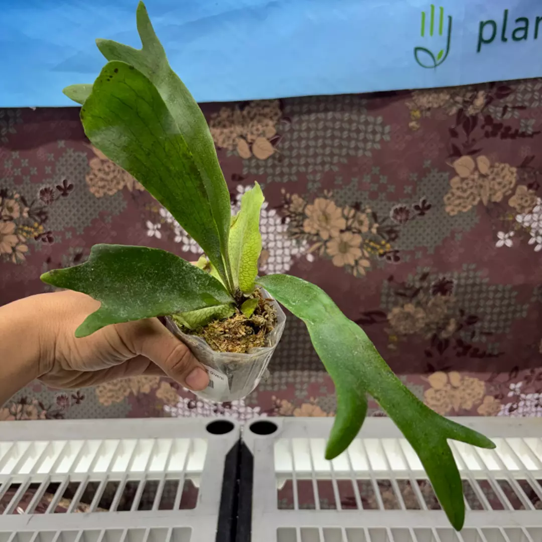 d204 Platycerium Diversi x Willincki thumbnail
