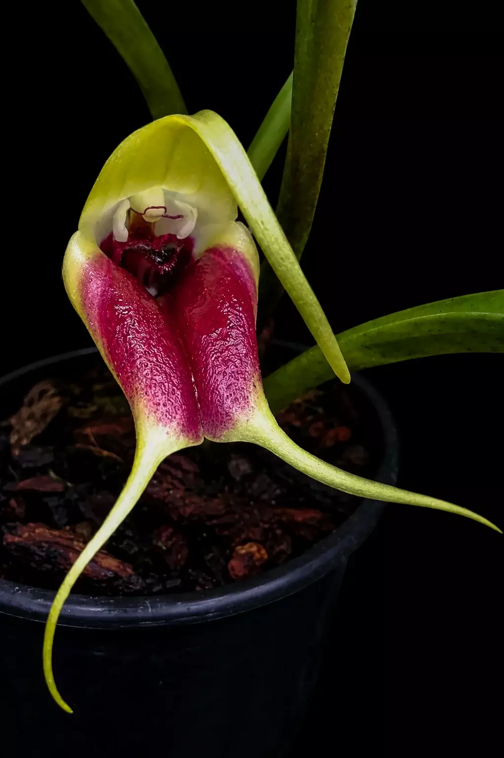Masdevallia elephanticeps • BLIND PRESALE thumbnail