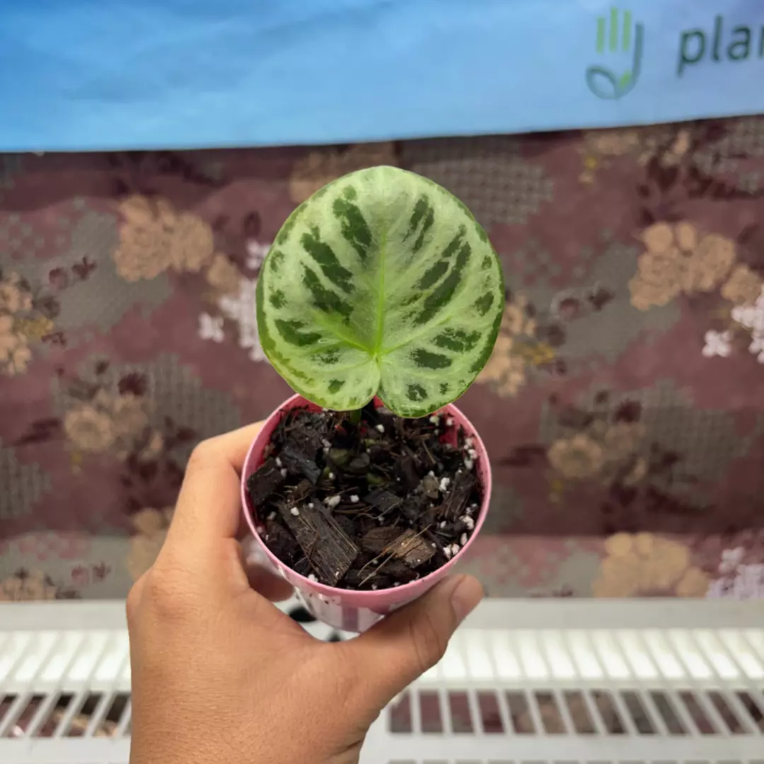 b205 Anthurium Dorayaki silver thumbnail