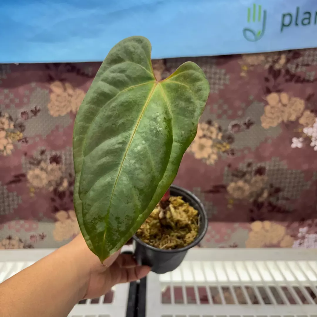 b206 Anthurium Pap A+ x Pap Redwine thumbnail