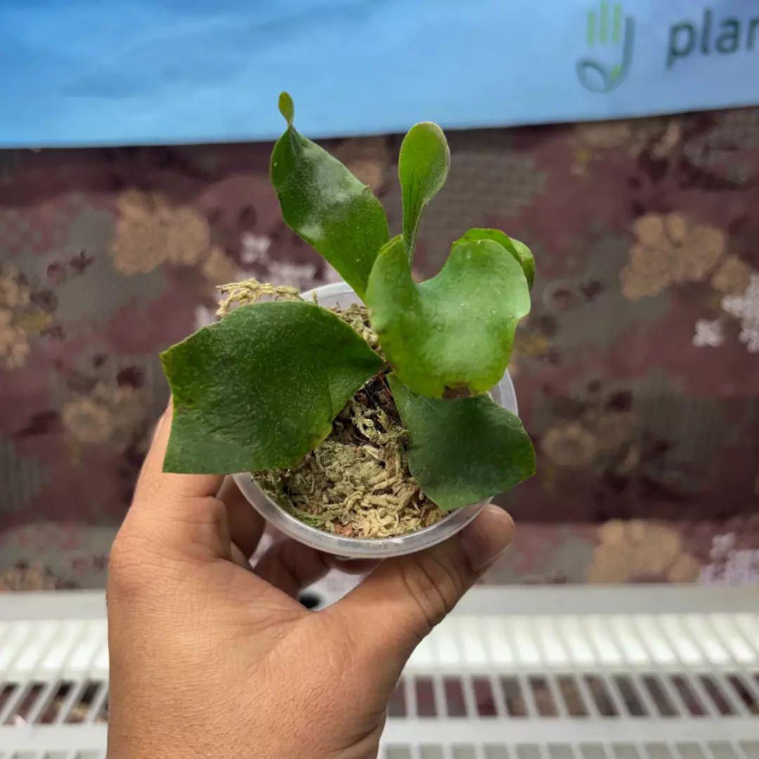 d207 Platycerium Diversi x Veitchii thumbnail