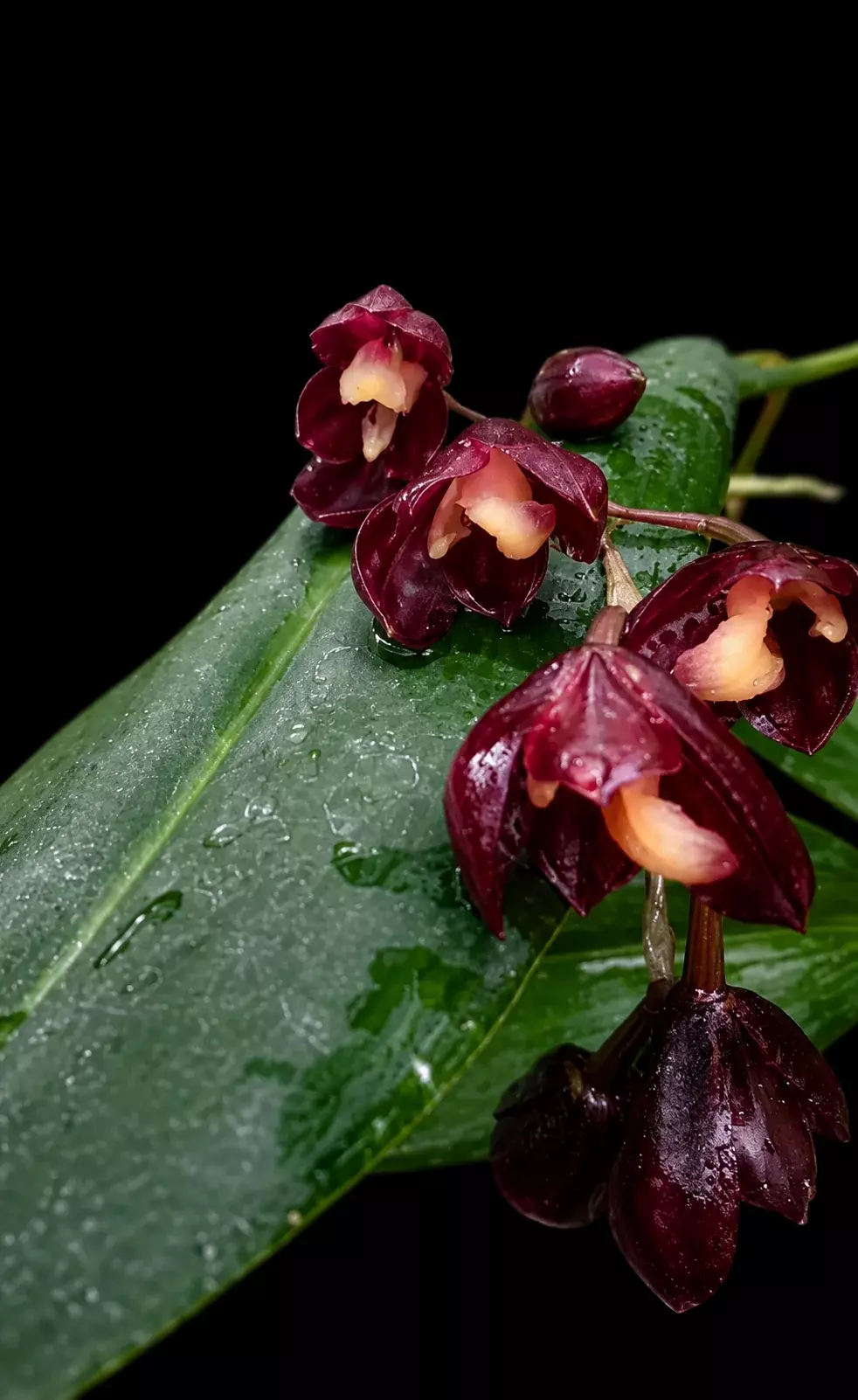 Pleurothallis macrophylla • BLIND PRESALE thumbnail