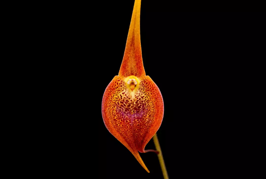 Masdevallia regina • BLIND PRESALE thumbnail