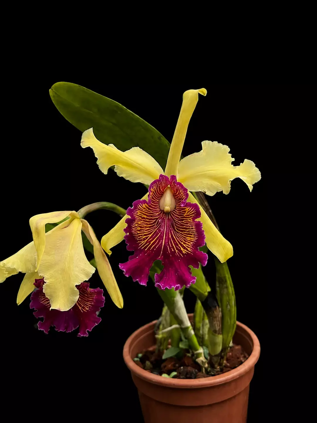 Cattleya dowiana aurea • BLIND PRESALE  thumbnail