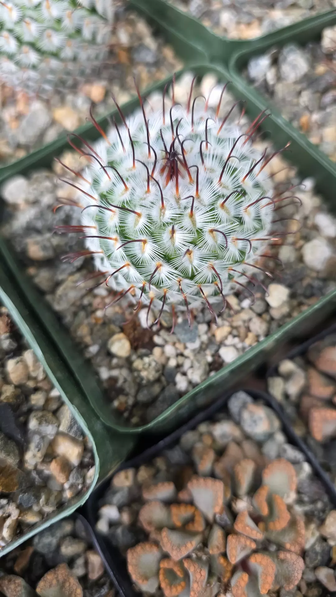 Mammillaria perezdelarosae thumbnail