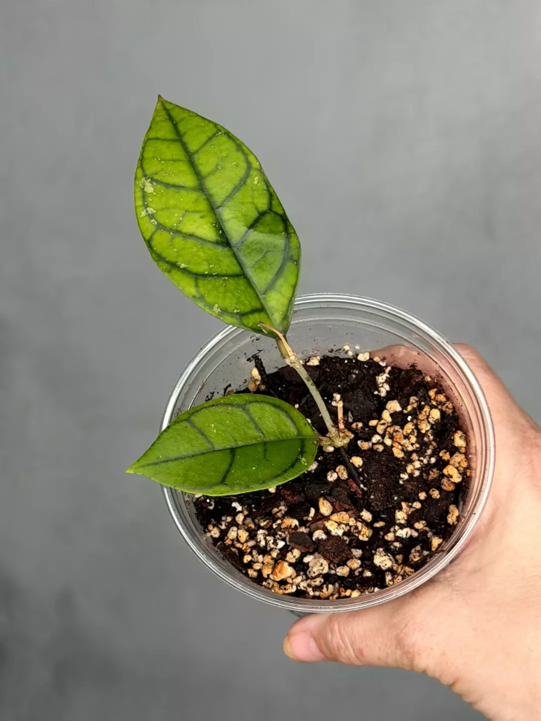 Hoya calistophylla (Kalimantan) thumbnail