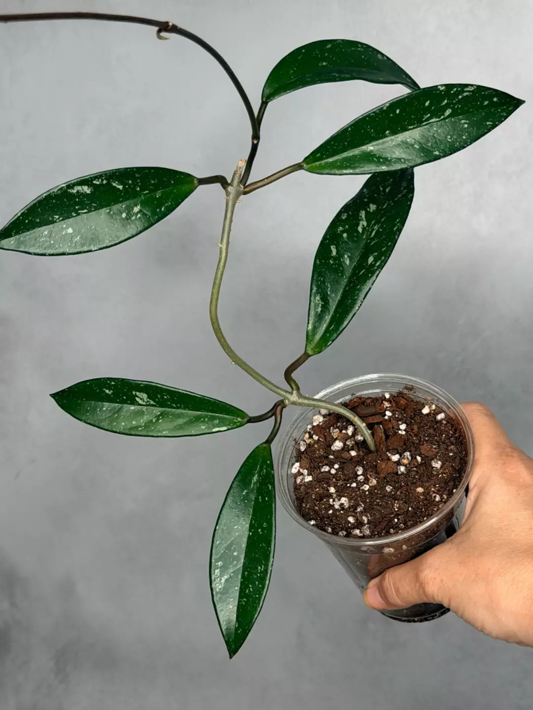Hoya pubicalyx (splash) thumbnail