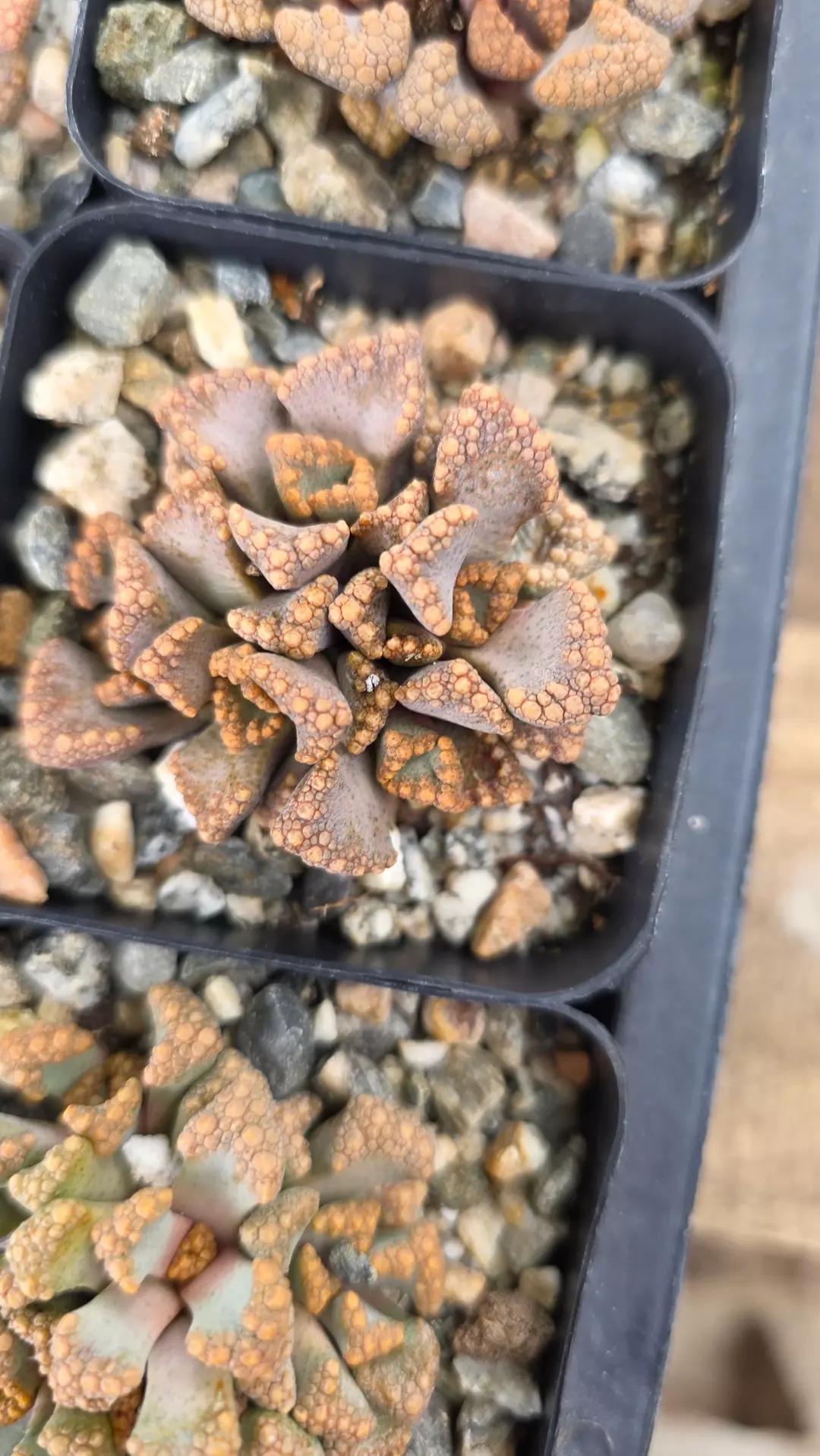 Titanopsis hugoschlecteri thumbnail